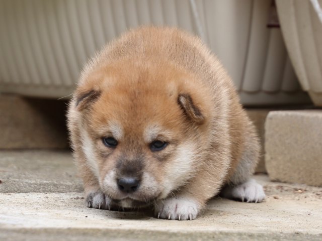 IMG_6540-shiba-puppy IMG_6540-shiba-puppy