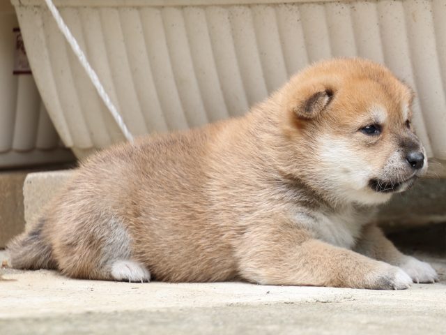 IMG_6550-shiba-puppy IMG_6550-shiba-puppy