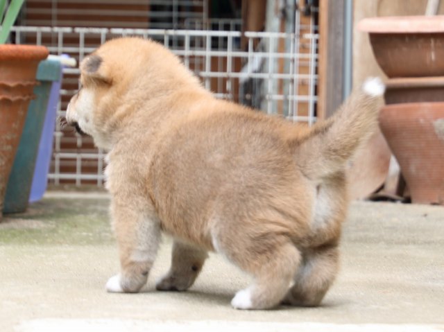 IMG_6562-shiba-puppy IMG_6562-shiba-puppy