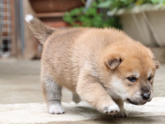 IMG_6565-shiba-puppy IMG_6565-shiba-puppy