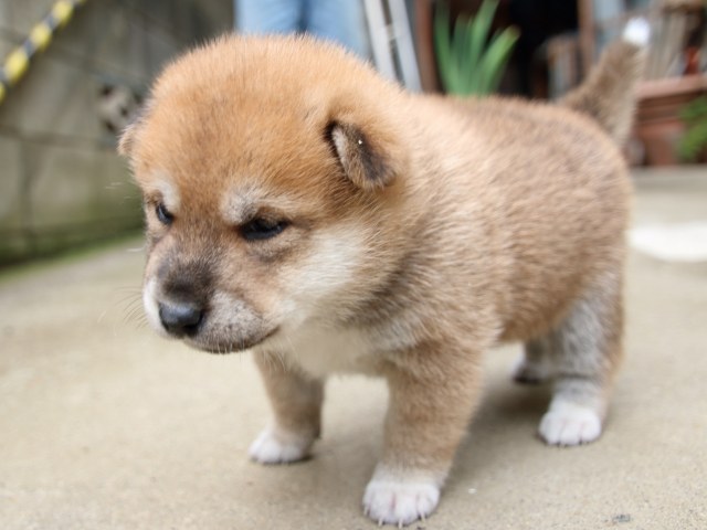 IMG_6581-shiba-puppy IMG_6581-shiba-puppy