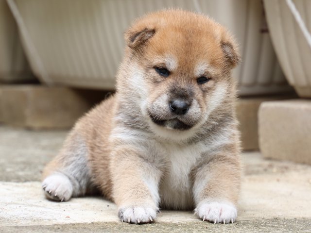 IMG_6592-shiba-puppy IMG_6592-shiba-puppy