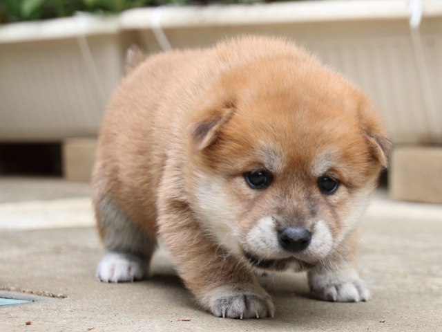 IMG_6610-shiba-puppy