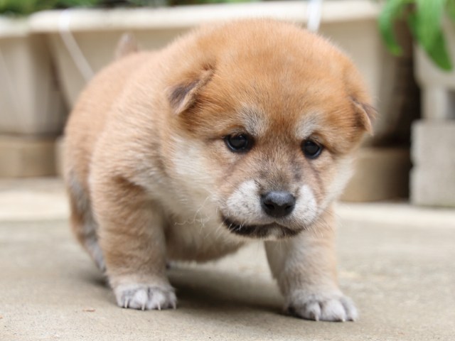 IMG_6612-shiba-puppy