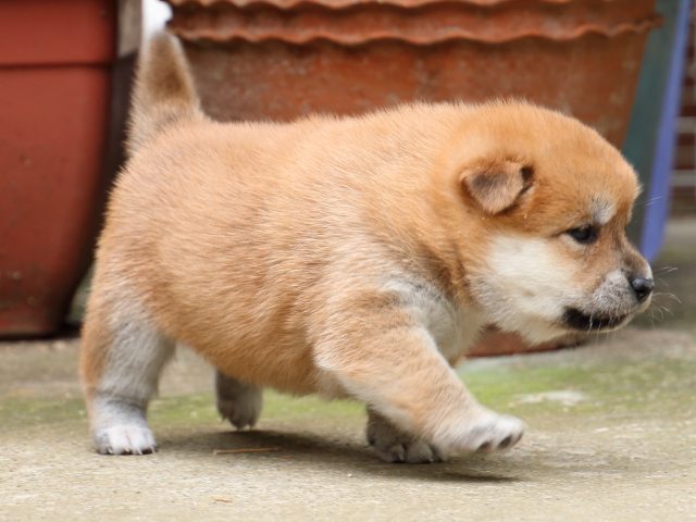 IMG_6638-shiba-puppy