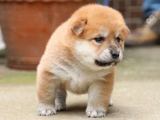IMG_6645-shiba-puppy