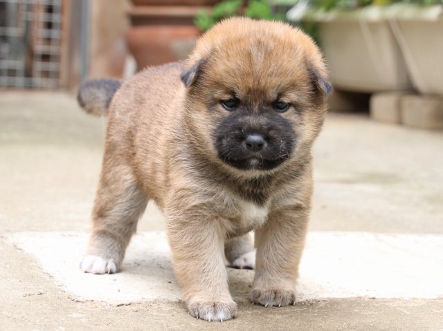 IMG_6672-shiba-puppy IMG_6672-shiba-puppy