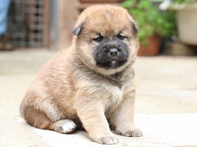 IMG_6678-shiba-puppy IMG_6678-shiba-puppy