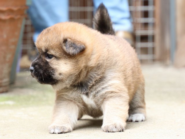 IMG_6711-shiba-puppy IMG_6711-shiba-puppy