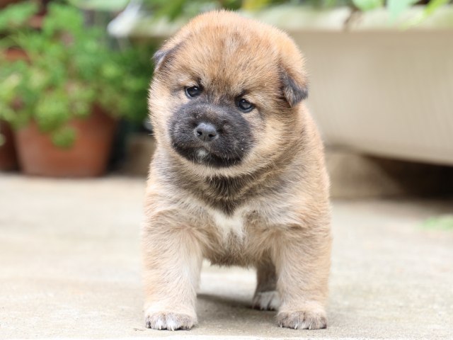IMG_6733-shiba-puppy IMG_6733-shiba-puppy