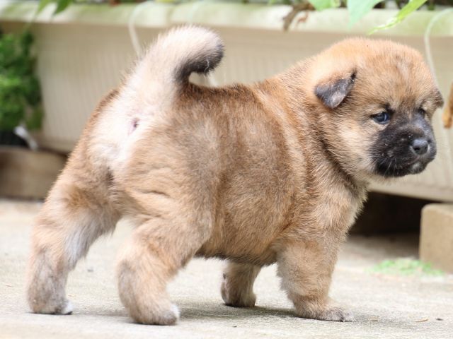 IMG_6740-shiba-puppy IMG_6740-shiba-puppy