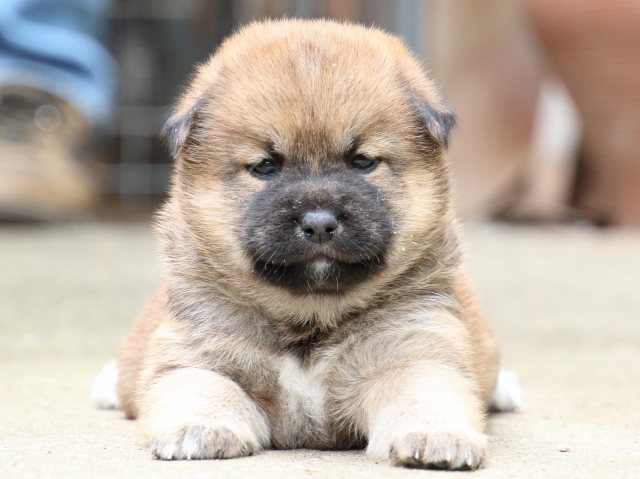 IMG_6753-shiba-puppy IMG_6753-shiba-puppy