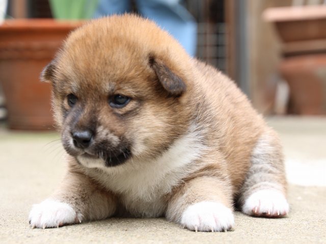 IMG_6759-shiba-puppy IMG_6759-shiba-puppy