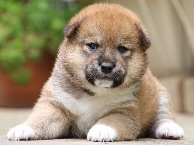 IMG_6762-shiba-puppy IMG_6762-shiba-puppy