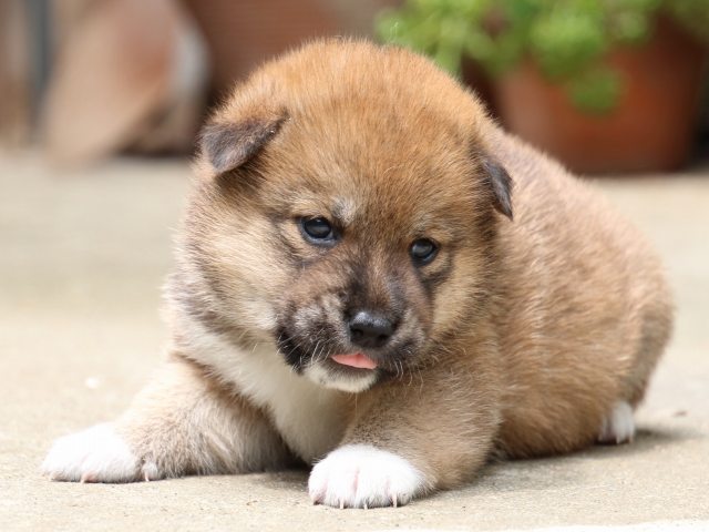 IMG_6785-shiba-puppy IMG_6785-shiba-puppy