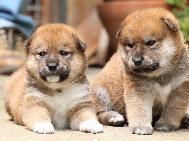 IMG_6795-shiba-puppy IMG_6795-shiba-puppy