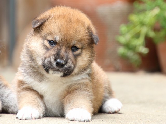 IMG_6804-shiba-puppy IMG_6804-shiba-puppy