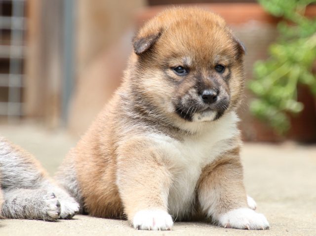 IMG_6809-shiba-puppy IMG_6809-shiba-puppy