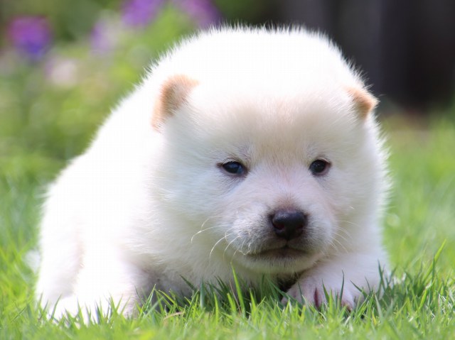 IMG_6873-shiba-puppy IMG_6873-shiba-puppy