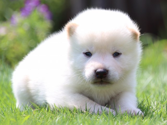 IMG_6893-shiba-puppy IMG_6893-shiba-puppy