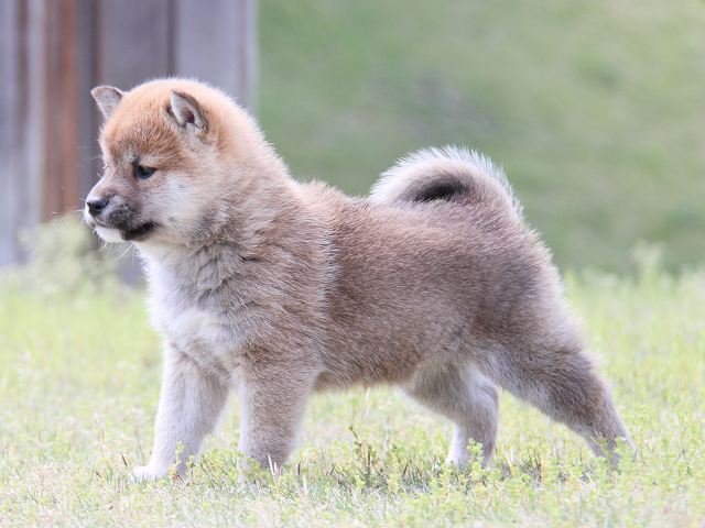 IMG_6902-shiba-puppy IMG_6902-shiba-puppy