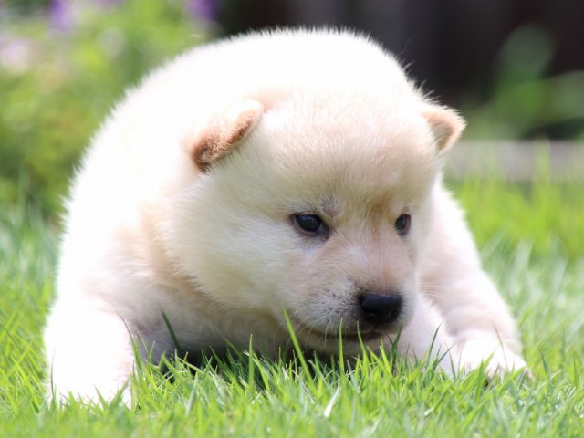 IMG_6909-shiba-puppy IMG_6909-shiba-puppy