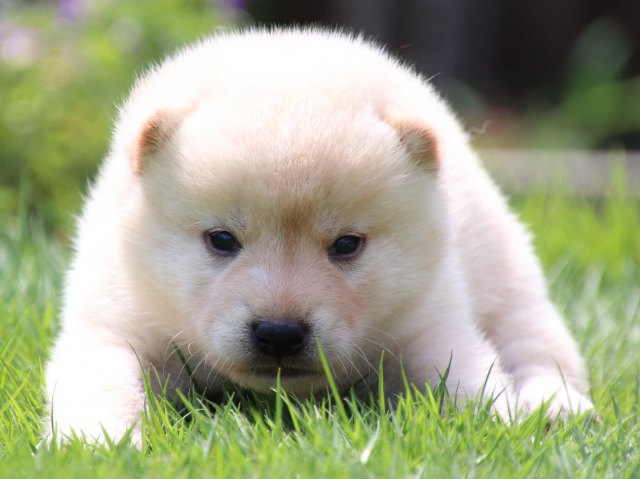 IMG_6911-shiba-puppy IMG_6911-shiba-puppy