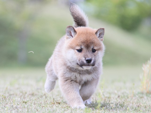 IMG_6914-shiba-puppy IMG_6914-shiba-puppy