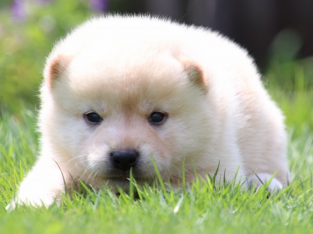 IMG_6924-shiba-puppy IMG_6924-shiba-puppy