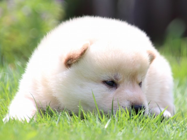 IMG_6928-shiba-puppy IMG_6928-shiba-puppy