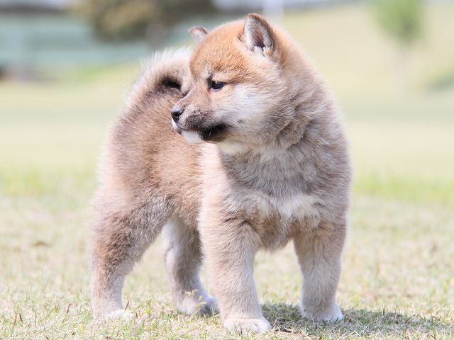 IMG_6936-shiba-puppy IMG_6936-shiba-puppy