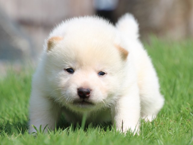 IMG_6964-shiba-puppy IMG_6964-shiba-puppy