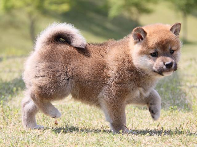 IMG_6966-shiba-puppy IMG_6966-shiba-puppy
