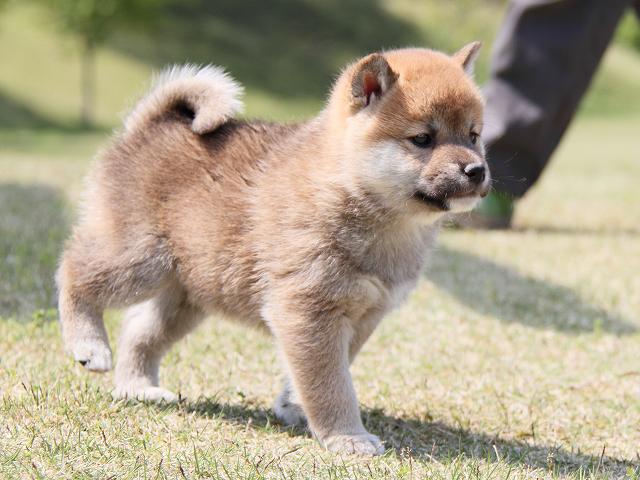 IMG_6967-shiba-puppy IMG_6967-shiba-puppy