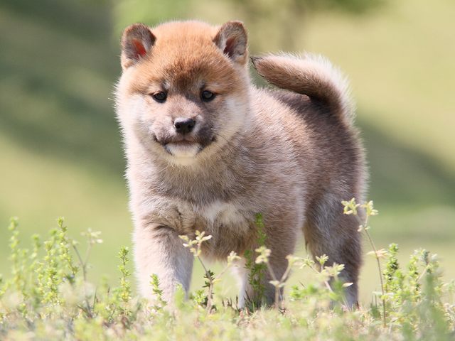 IMG_6982-shiba-puppy IMG_6982-shiba-puppy
