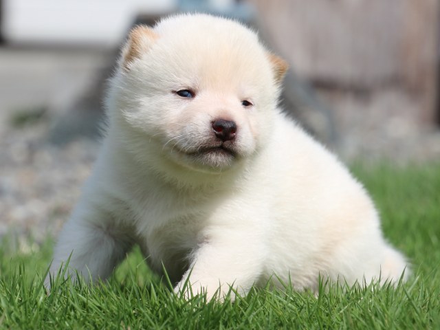 IMG_6985-shiba-puppy IMG_6985-shiba-puppy