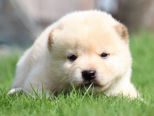 IMG_7008-shiba-puppy IMG_7008-shiba-puppy