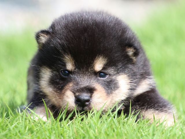 IMG_7035-shiba-puppy IMG_7035-shiba-puppy