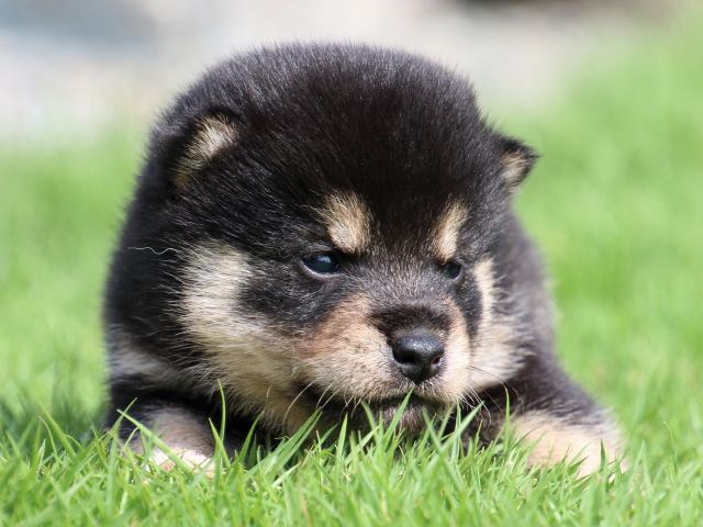 IMG_7042-shiba-puppy IMG_7042-shiba-puppy