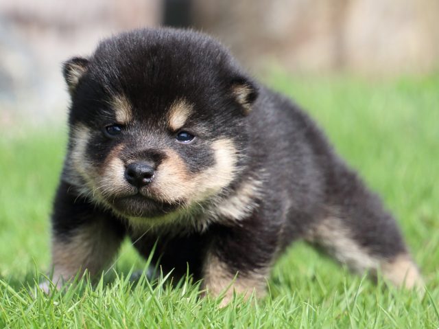 IMG_7064-shiba-puppy IMG_7064-shiba-puppy