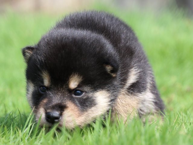 IMG_7083-shiba-puppy IMG_7083-shiba-puppy