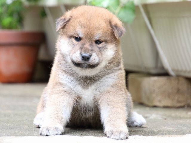 IMG_7122-shiba-puppy IMG_7122-shiba-puppy