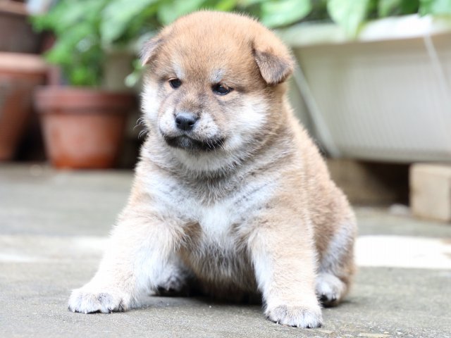 IMG_7171-shiba-puppy IMG_7171-shiba-puppy