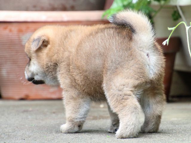 IMG_7195-shiba-puppy IMG_7195-shiba-puppy