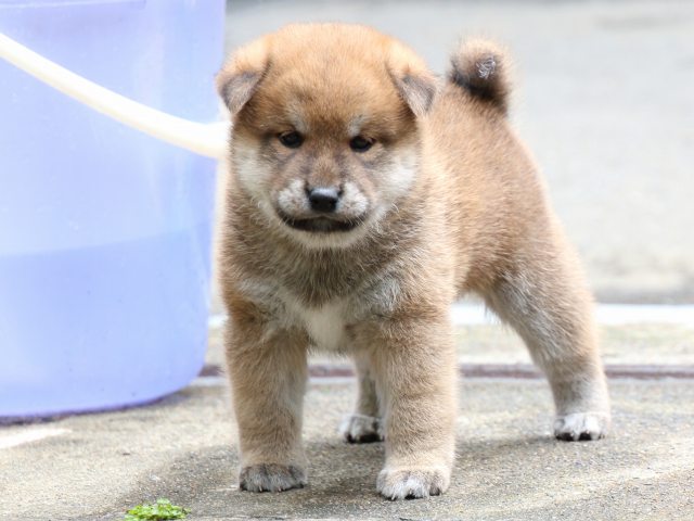IMG_7211-shiba-puppy IMG_7211-shiba-puppy
