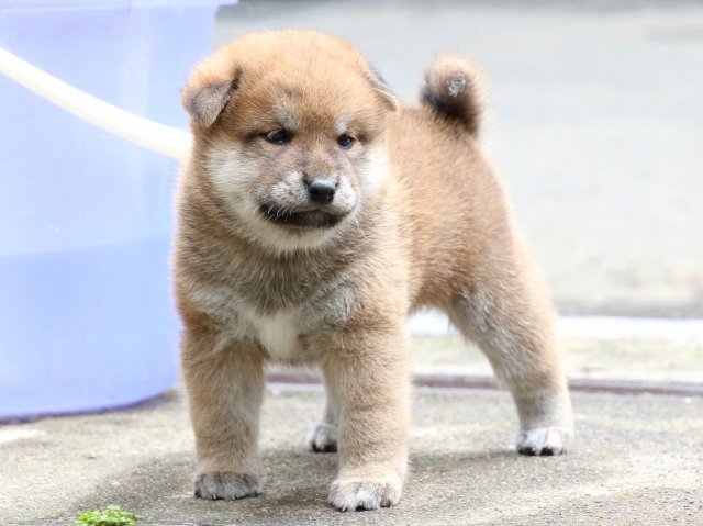 IMG_7217-shiba-puppy IMG_7217-shiba-puppy