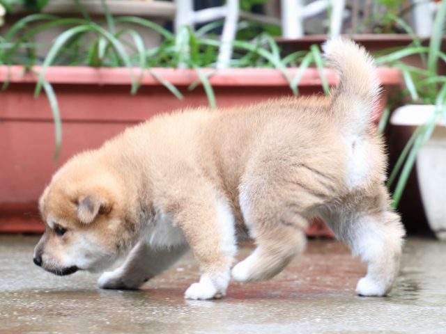 IMG_7250-shiba-puppy IMG_7250-shiba-puppy