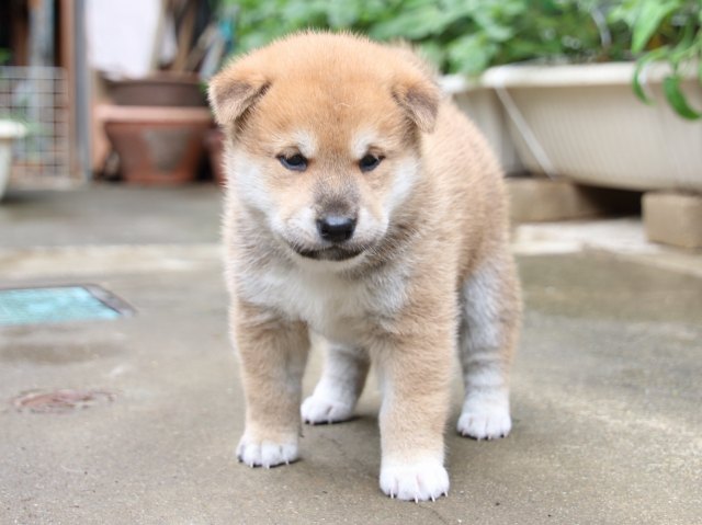 IMG_7253-shiba-puppy IMG_7253-shiba-puppy