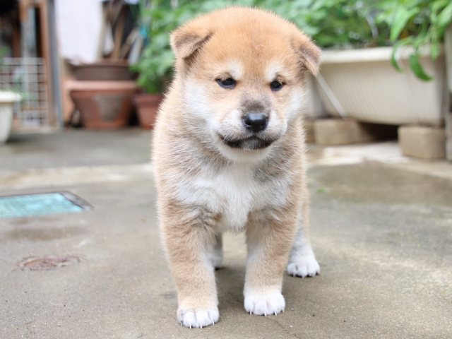 IMG_7261-shiba-puppy IMG_7261-shiba-puppy