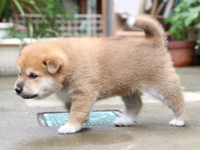 IMG_7271-shiba-puppy IMG_7271-shiba-puppy